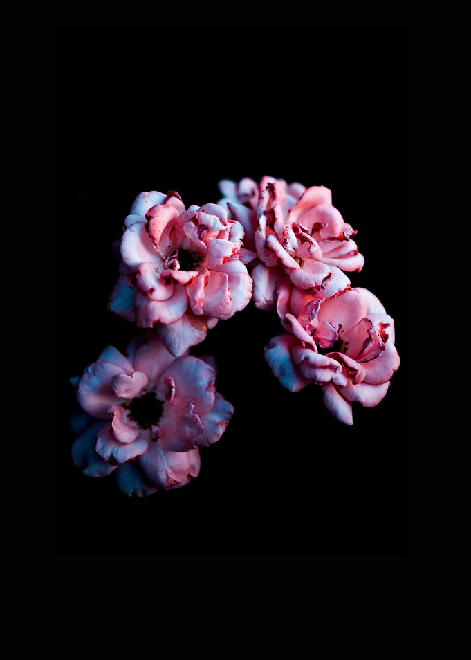 Pink Roses on Black Background