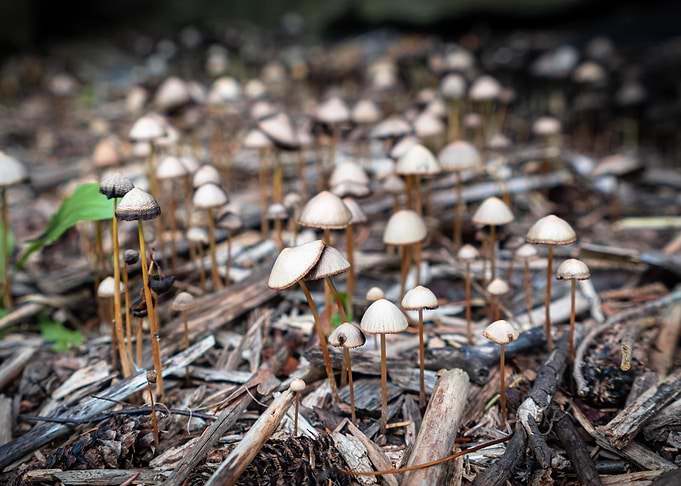 Field of Small Mushrooms