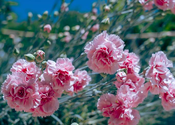 Pink Carnations in Bloom