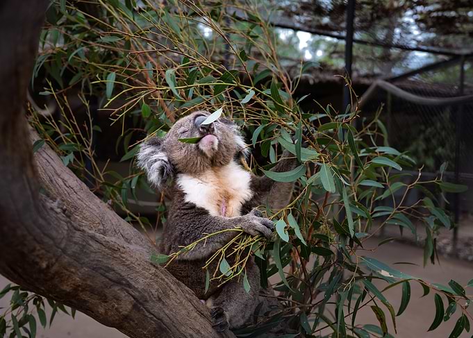 Koala eating eucalyptus leaf
