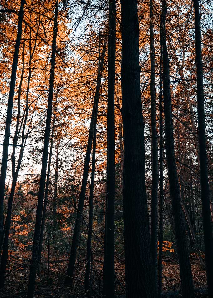 Autumn Forest Canopy