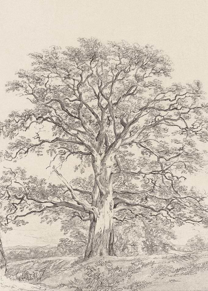 Great Oak Tree Sketch
