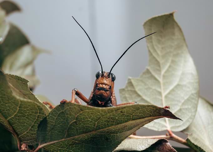 Close-up of a Grasshopper on Leaves