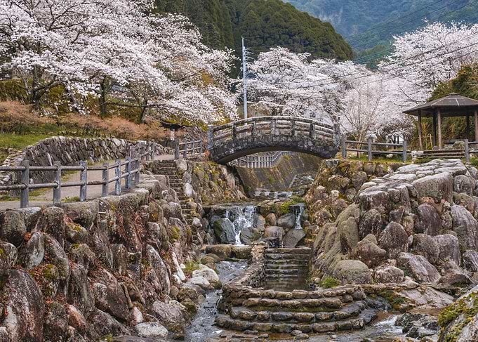 Cherry Blossom River in Kyushu, Japan
