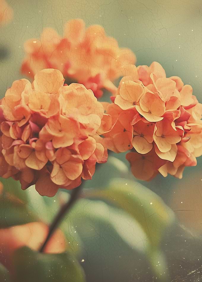 Orange Hydrangea Flowers Vintage Style - Vintage Hydrangea Bloom - Warm Tones & Film Texture Flower Art