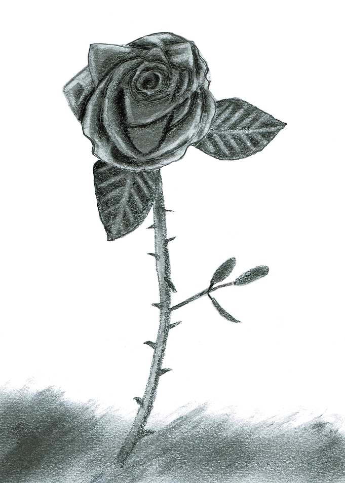 Monochrome Rose Drawing