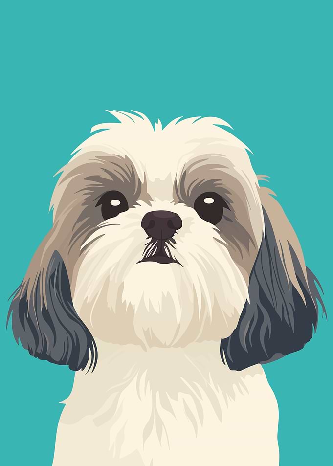 Cute Shih Tzu Dog Minimalist Portrait Illustration Art