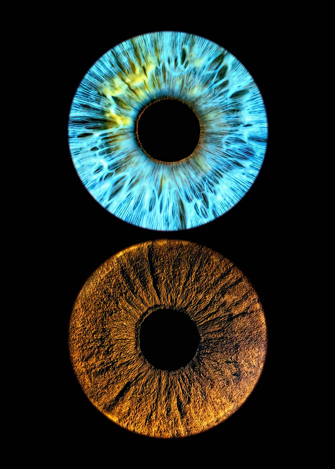 Two Irises: Blue and Brown