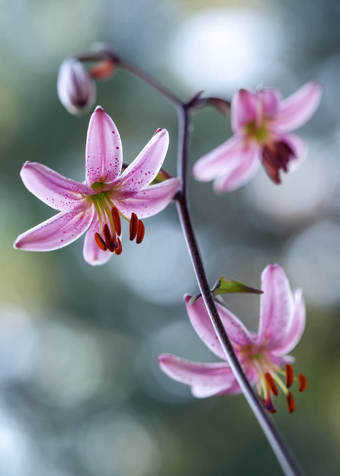 Delicate Pink Lily Flowers on Stem