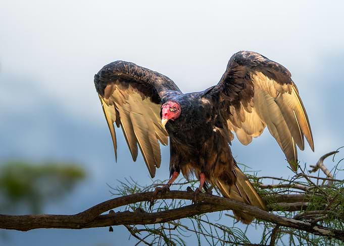 Turkey Vulture Spreading Wings on Branch