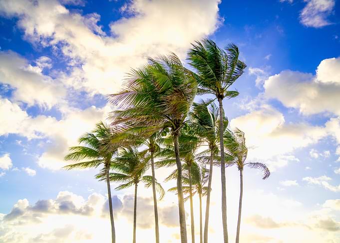 MIAMI Palm Trees Against a Cloudy Sky