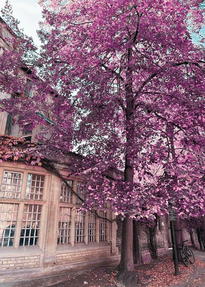 Blossom Over History