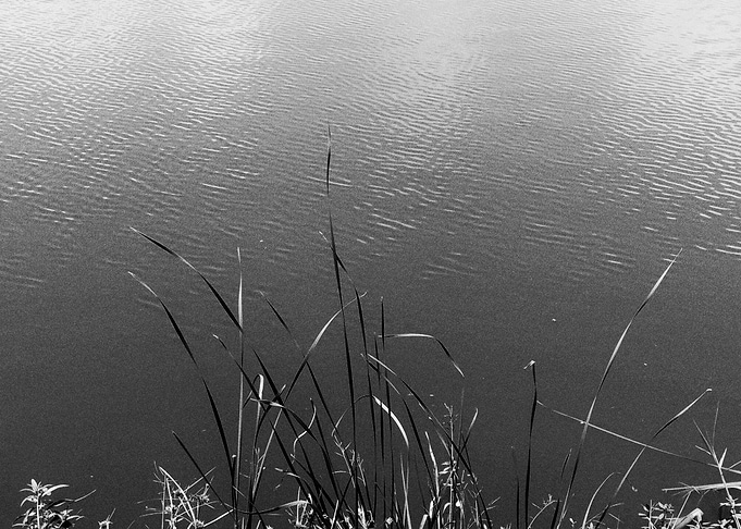Black and White Water and Grass