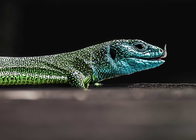 Green Lizard with Tongue Out