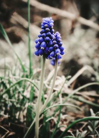 Blue Grape Hyacinth Flower Close-Up