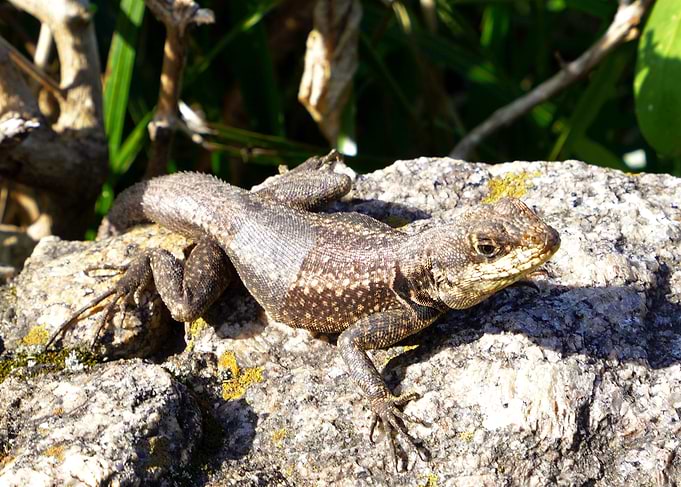Lizard on a Rock