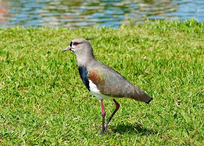 Southern Lapwing on Green Grass