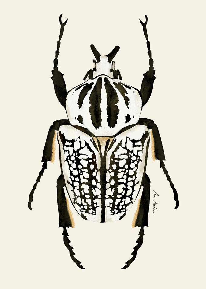Black and White Beetle Illustration