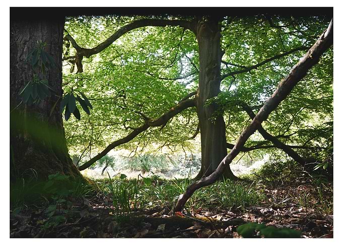 Sunlit Forest Scene