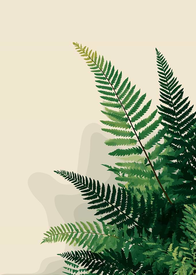 Fern Illustration