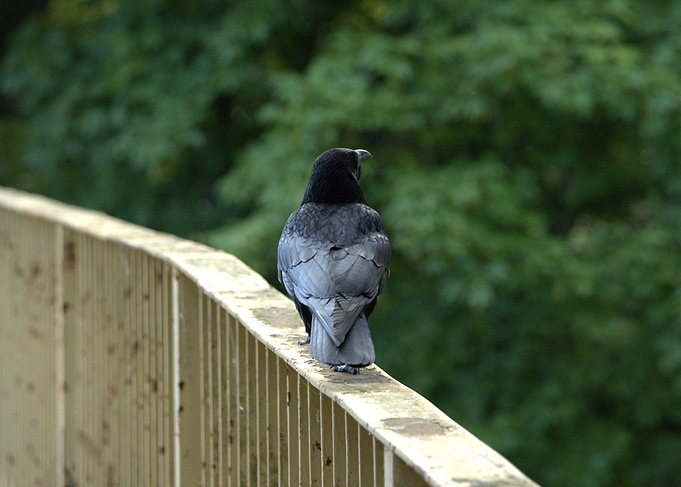 Crow Perched on Railing