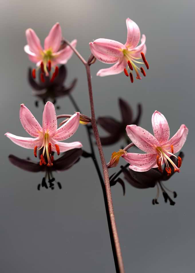 Pink Lily Flowers with Reflection