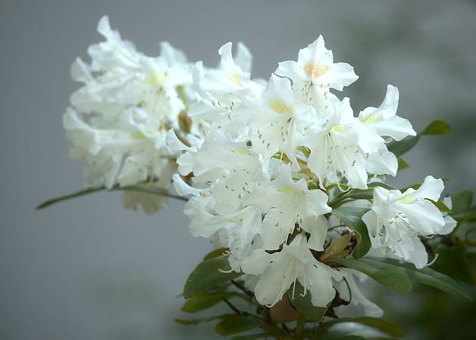 White Rhododendron Blossom