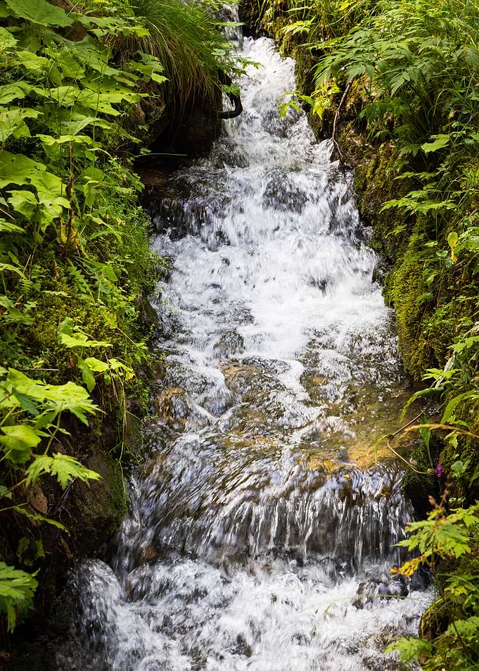 Forest Stream