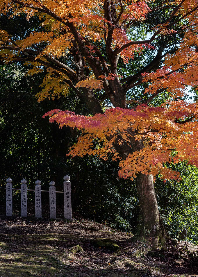 Autumn Maple Tree in Japanese Garden