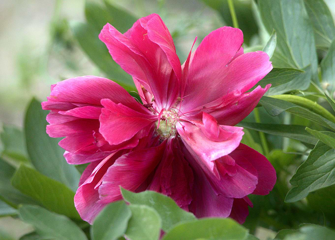 Blooming Pink Peony Flower Close-Up