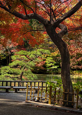 Autumn Tree in Japanese Garden
