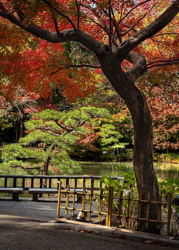 Autumn Tree in Japanese Garden