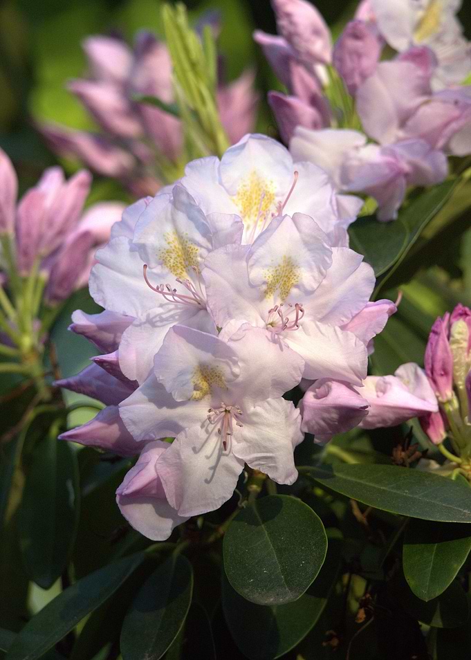 Pale Pink Rhododendron Blossom
