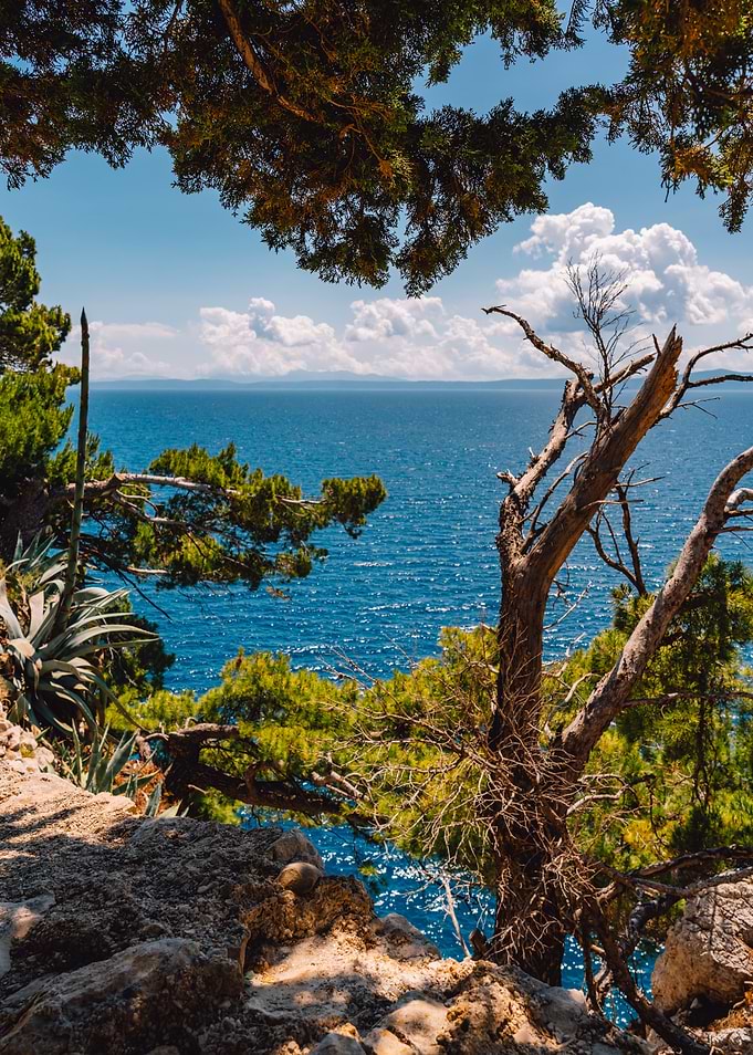 Coastal View with Trees and Sea