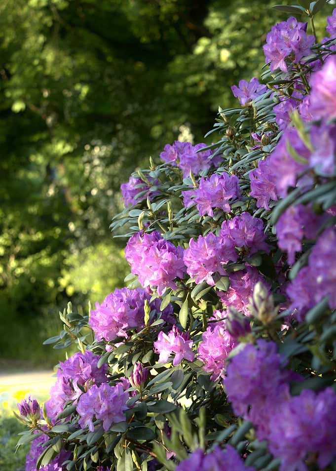Purple Rhododendron Bush in Bloom