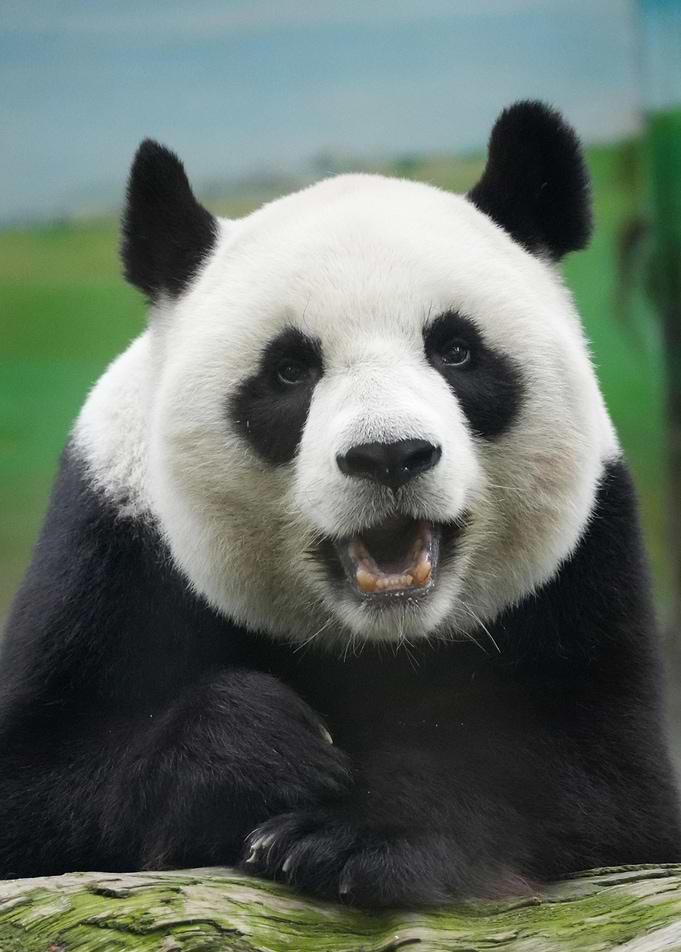 Close-up of a Giant Panda