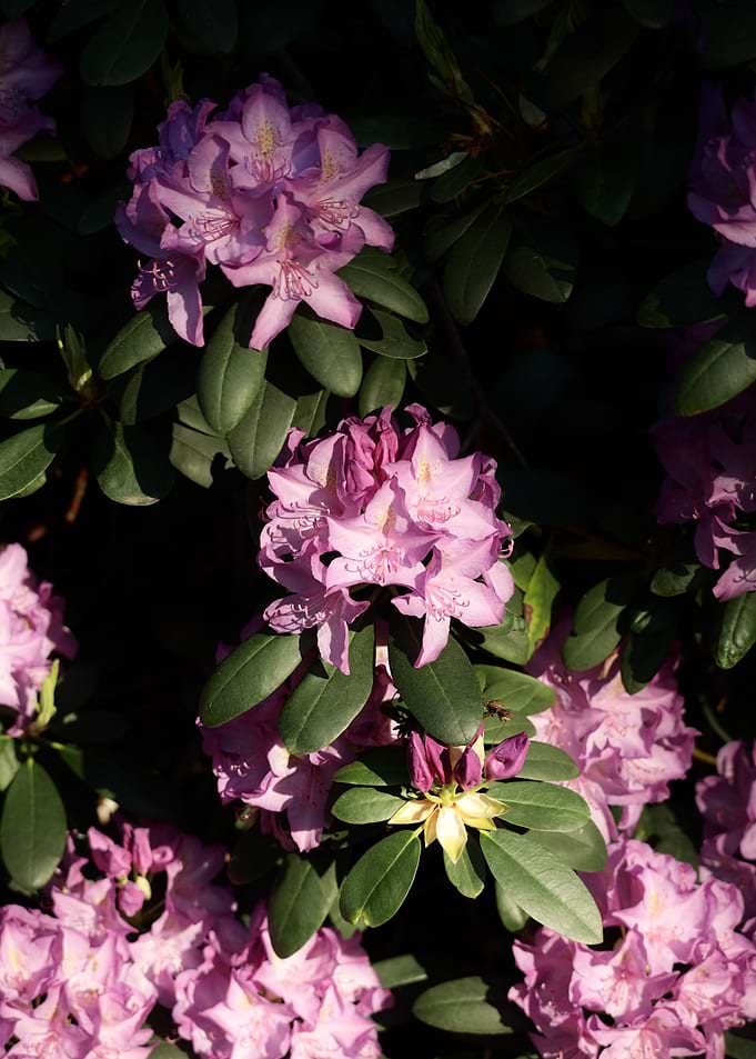 Pink Rhododendron Flowers in Bloom