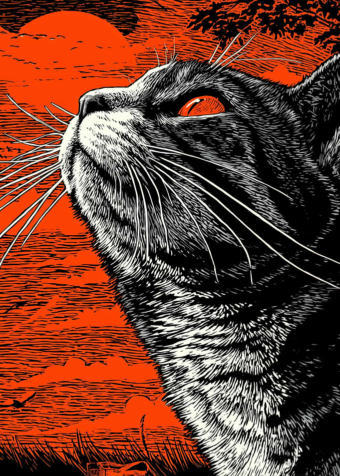 Cat gazing at the orange sky