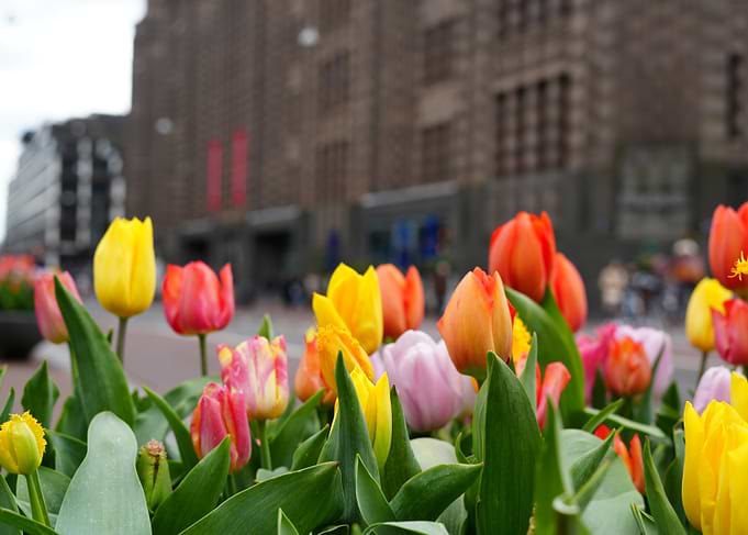 Colorful Tulips in Amsterdam