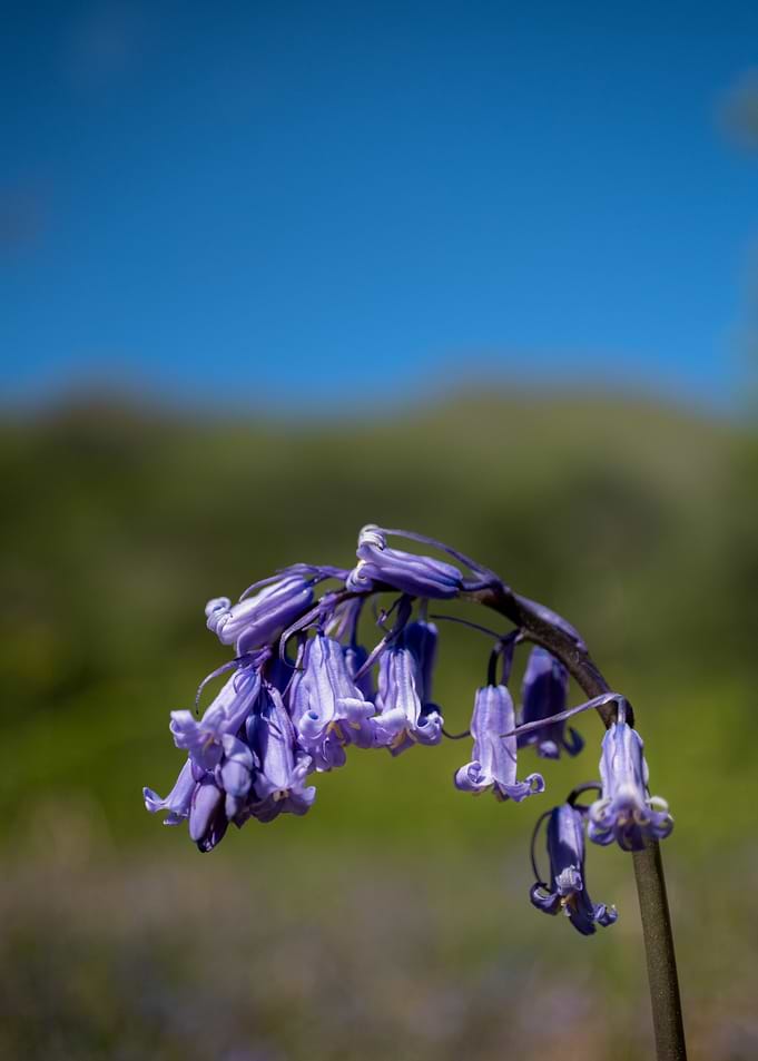 Bluebell Flowers in Bloom