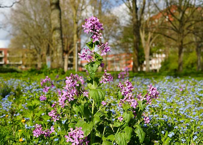 Purple Flowers in a Field