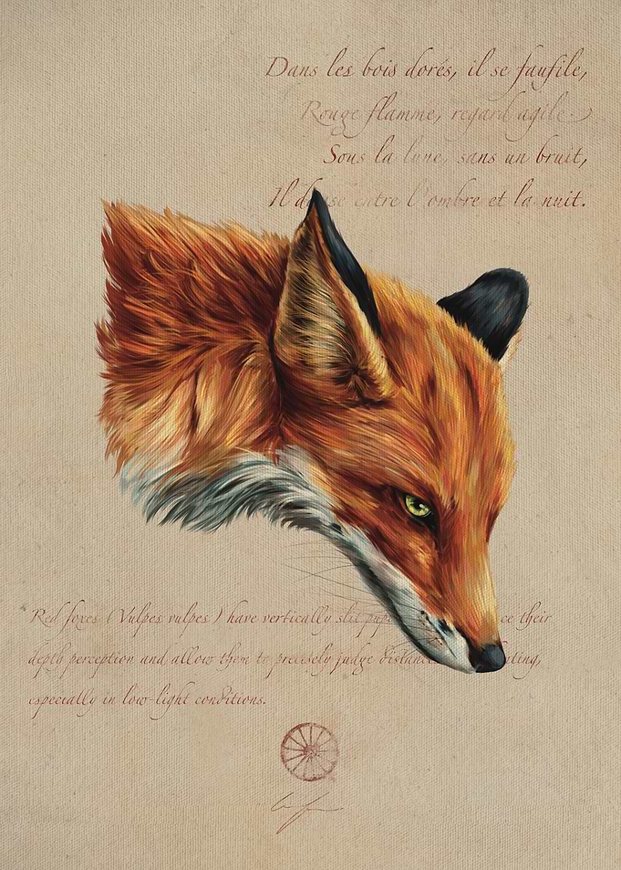 Fox Portrait
