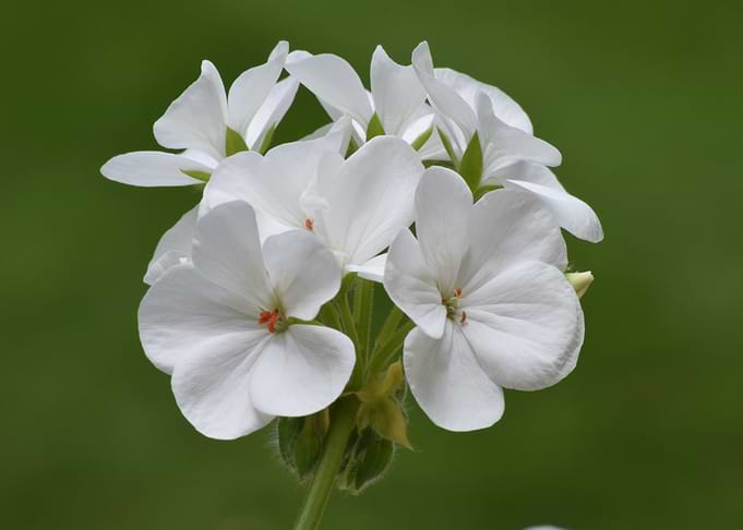 White Geranium Flowers