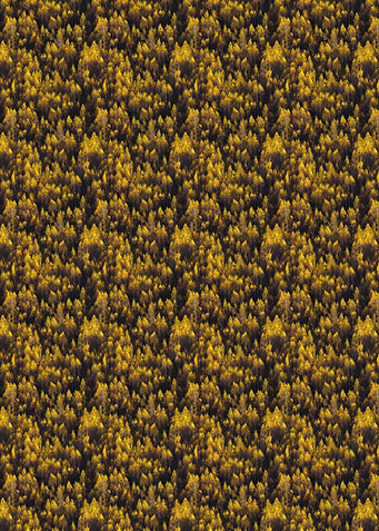Dense Forest Canopy in Autumn Colors