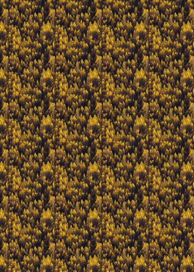 Dense Forest Canopy in Autumn Colors