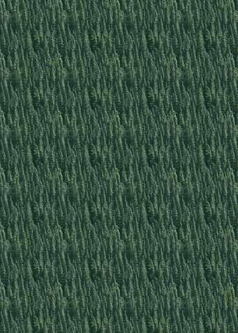 Dense Green Forest Canopy Aerial View