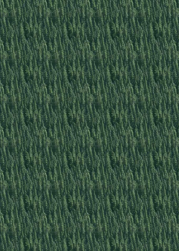 Dense Green Forest Canopy Aerial View