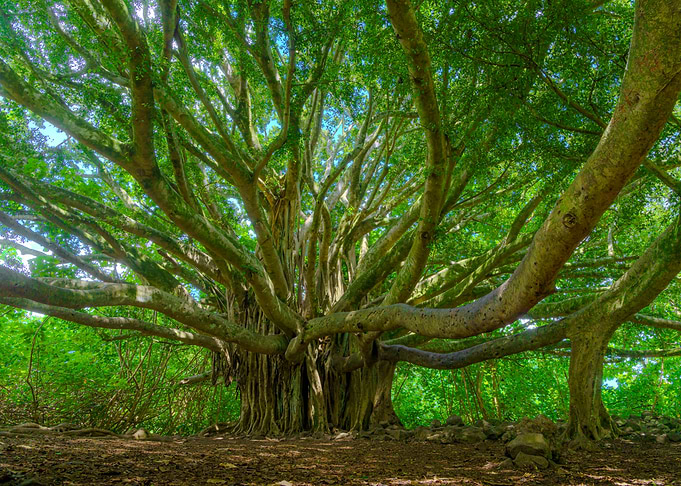 Banyan Tree, Maui Hawaii