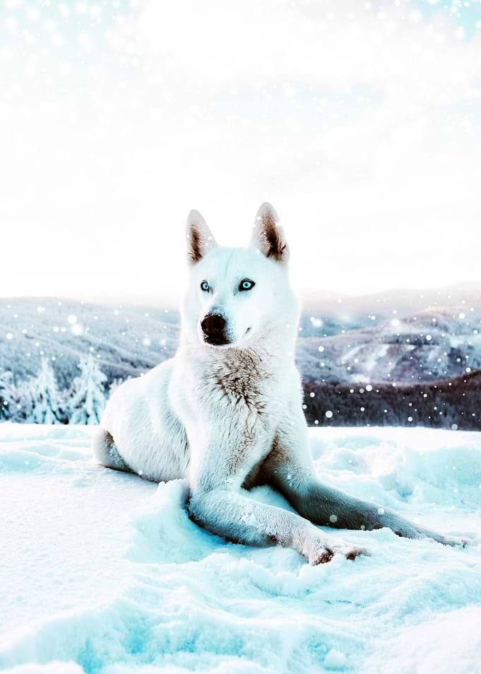 White Husky in Winter Wonderland