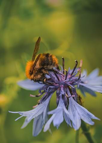 Bee on a Cornflower